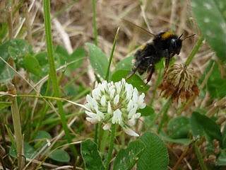 A bumble bee taking off from a clover flower in bloom